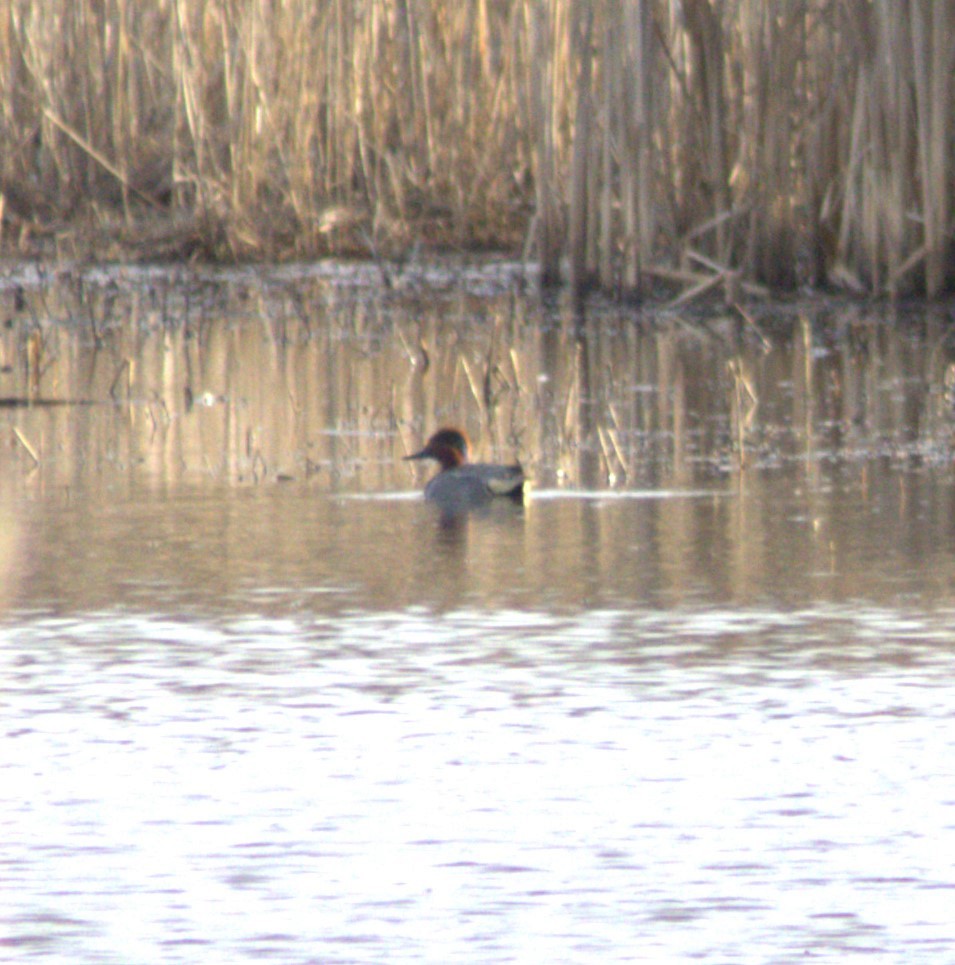 Green-winged Teal - ML617344611