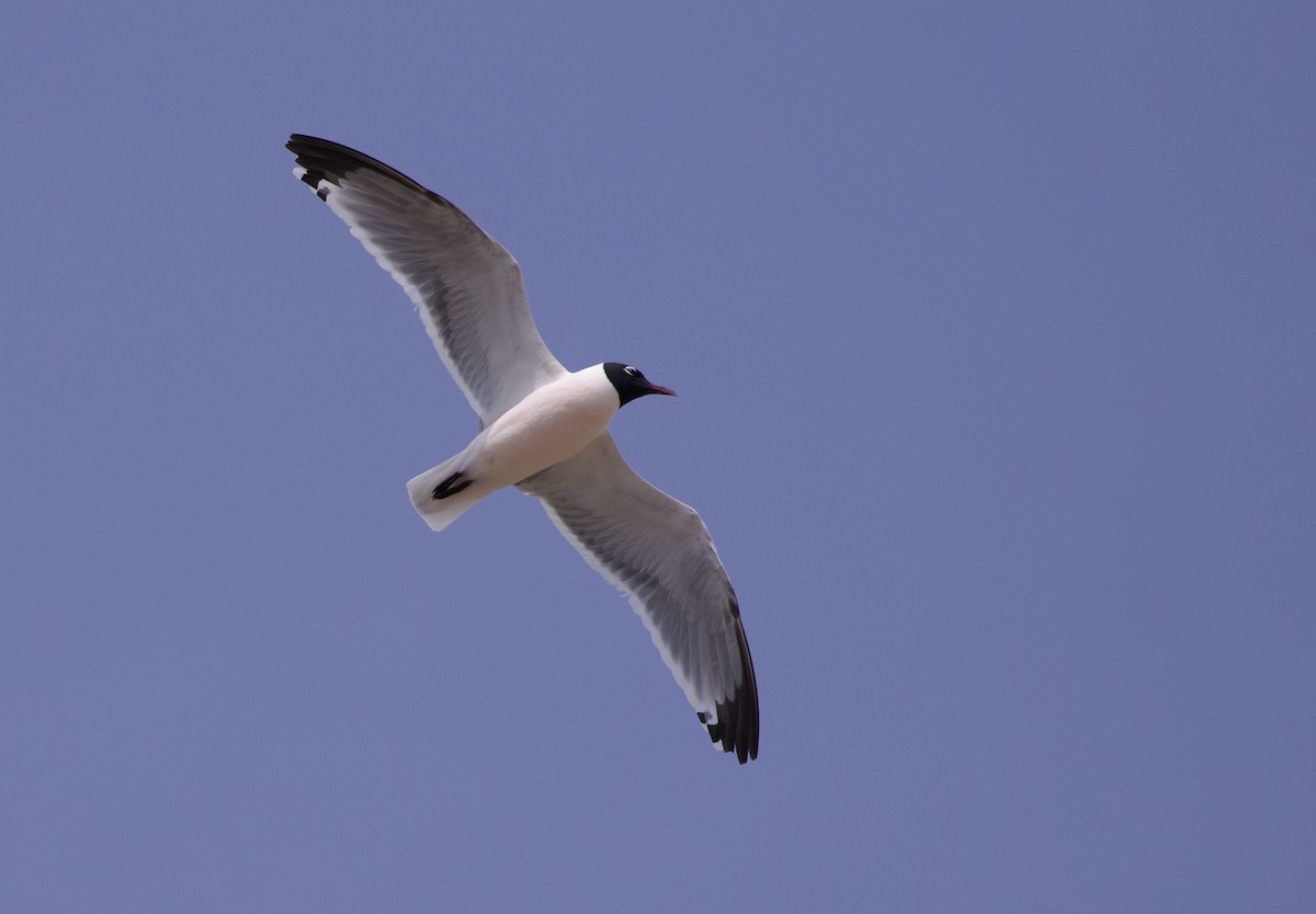 Franklin's Gull - ML617344684