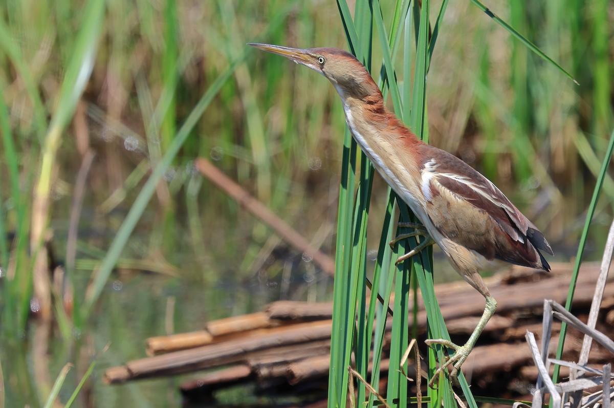 Least Bittern - ML617344736