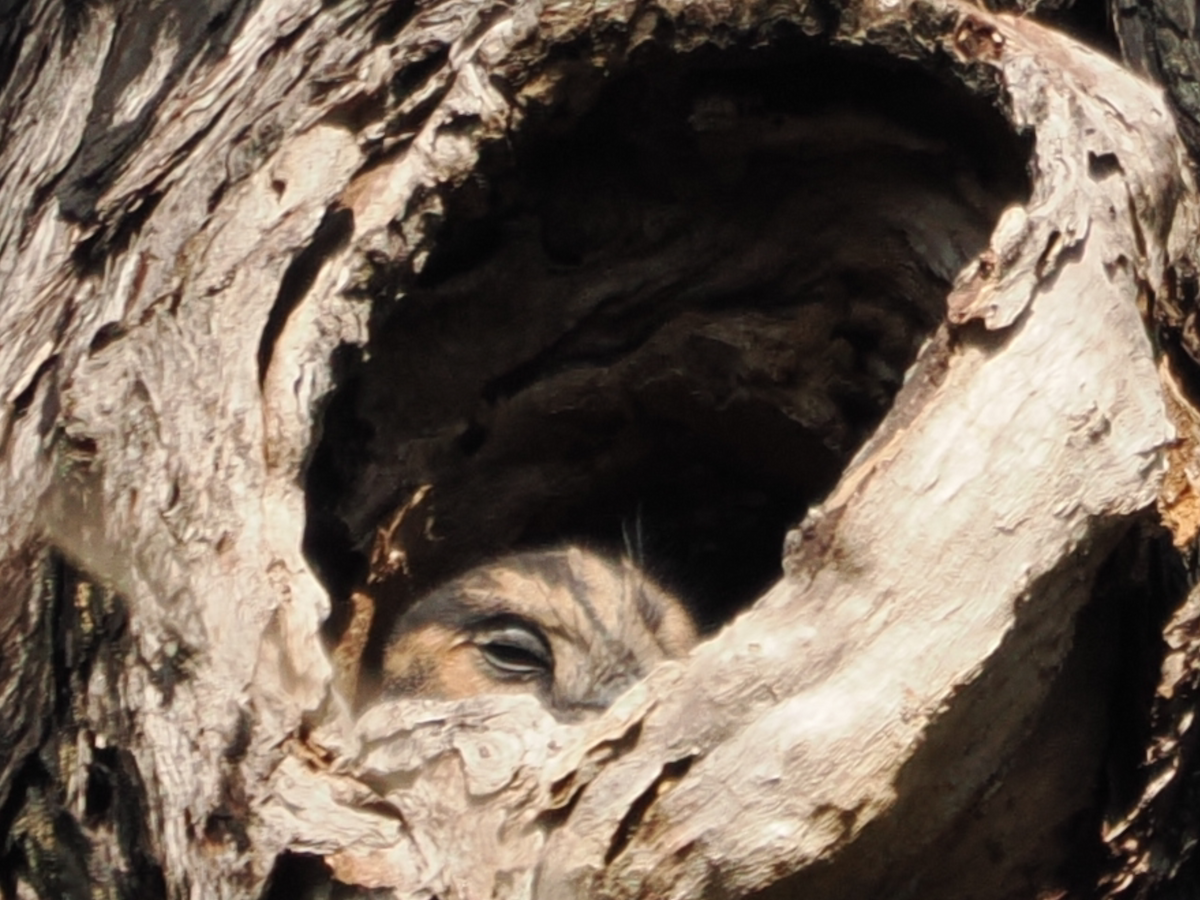 Australian Owlet-nightjar - ML617344757