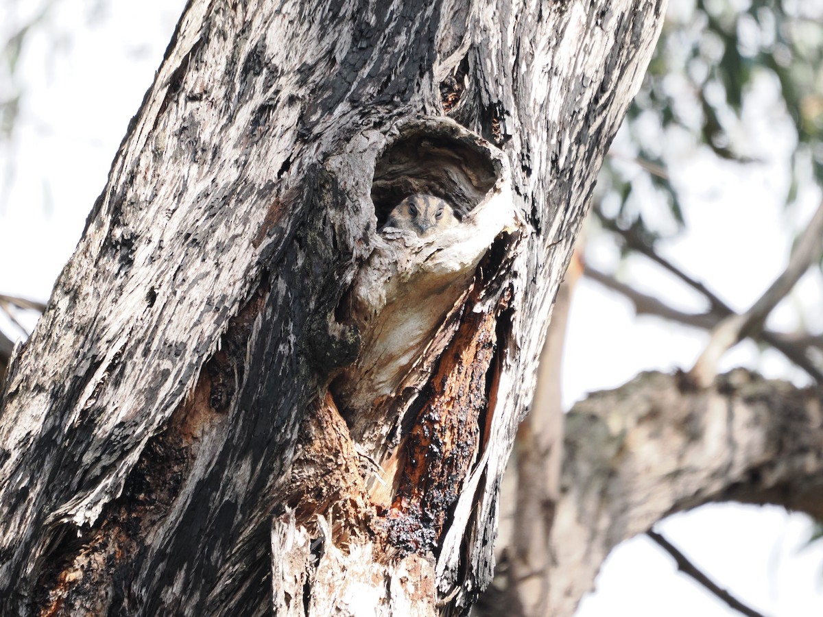 Australian Owlet-nightjar - ML617344758
