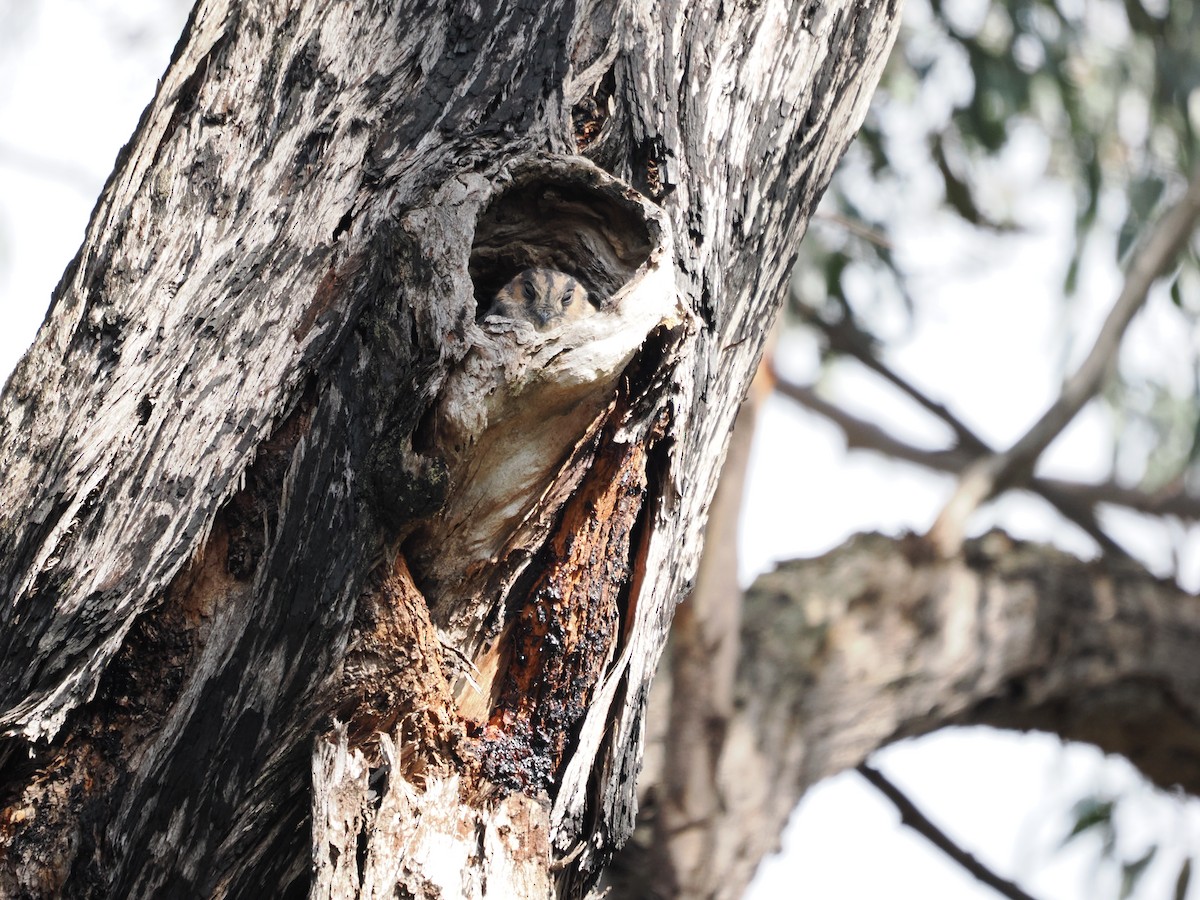 Australian Owlet-nightjar - ML617344759