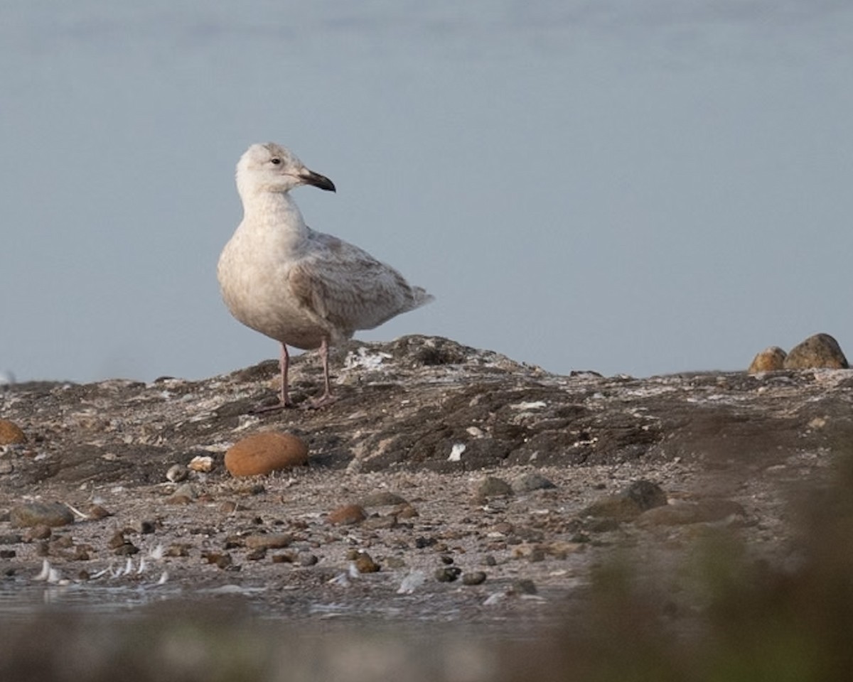 Glaucous-winged Gull - Mike Schijf