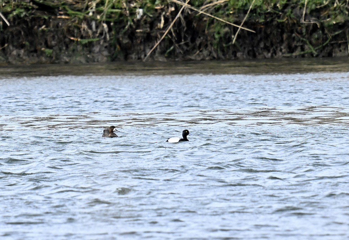 Ring-necked Duck - ML617344877