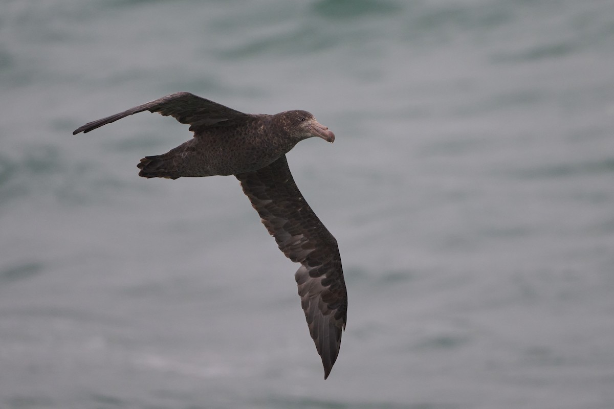 Northern Giant-Petrel - ML617344881