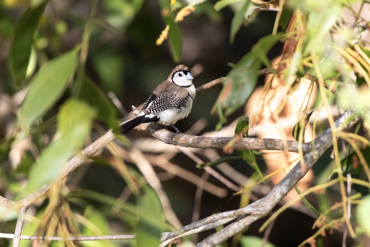 Double-barred Finch - Mitchell Heide