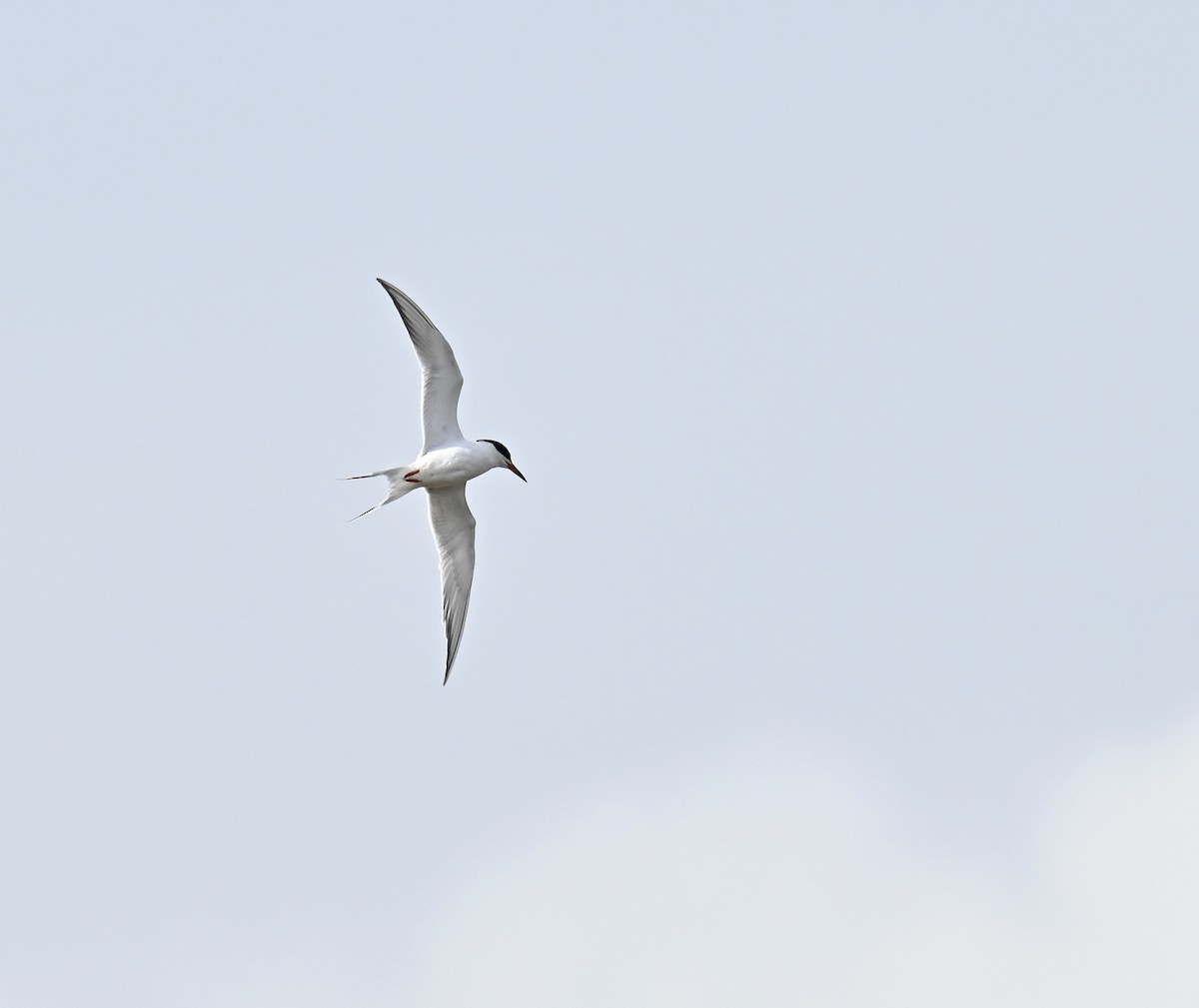 Forster's Tern - ML617344906