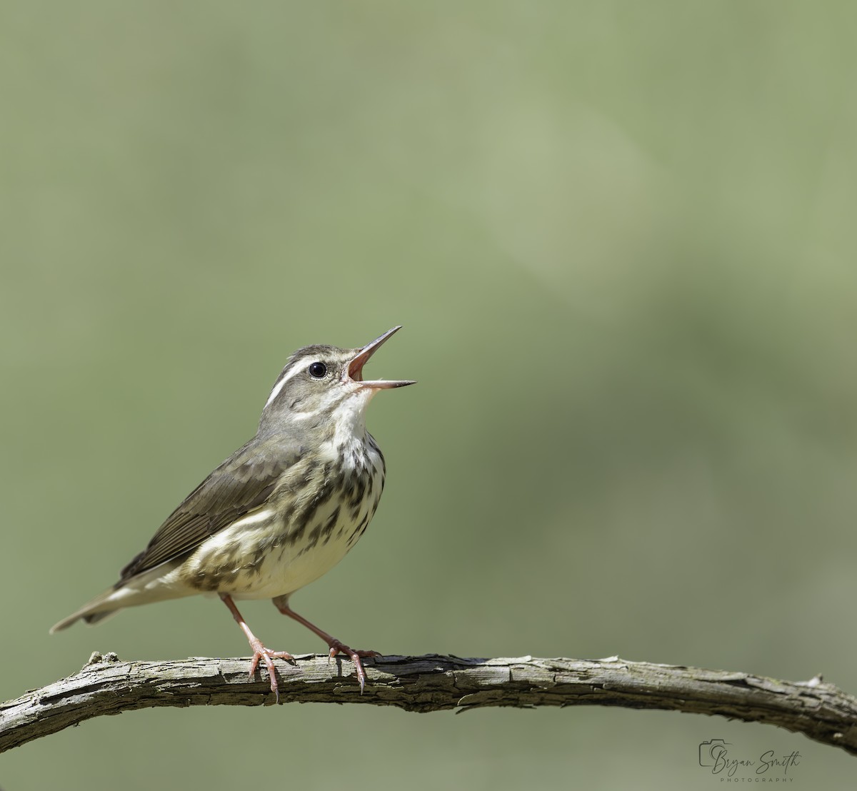 Louisiana Waterthrush - ML617344912