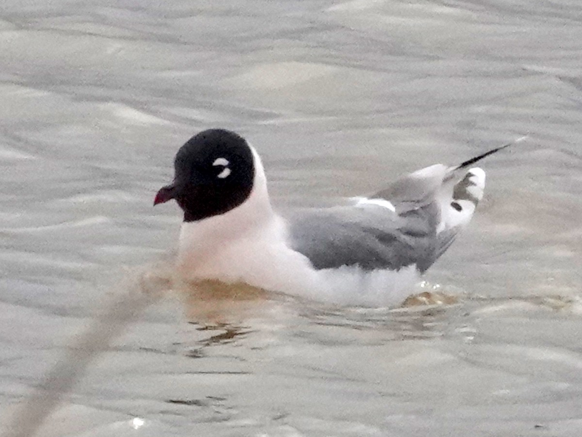 Franklin's Gull - Thomas Jackman