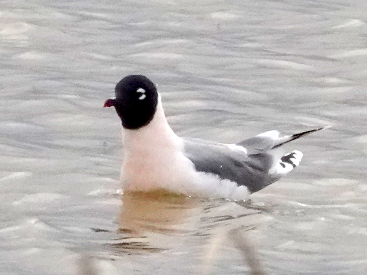 Mouette de Franklin - ML617344915