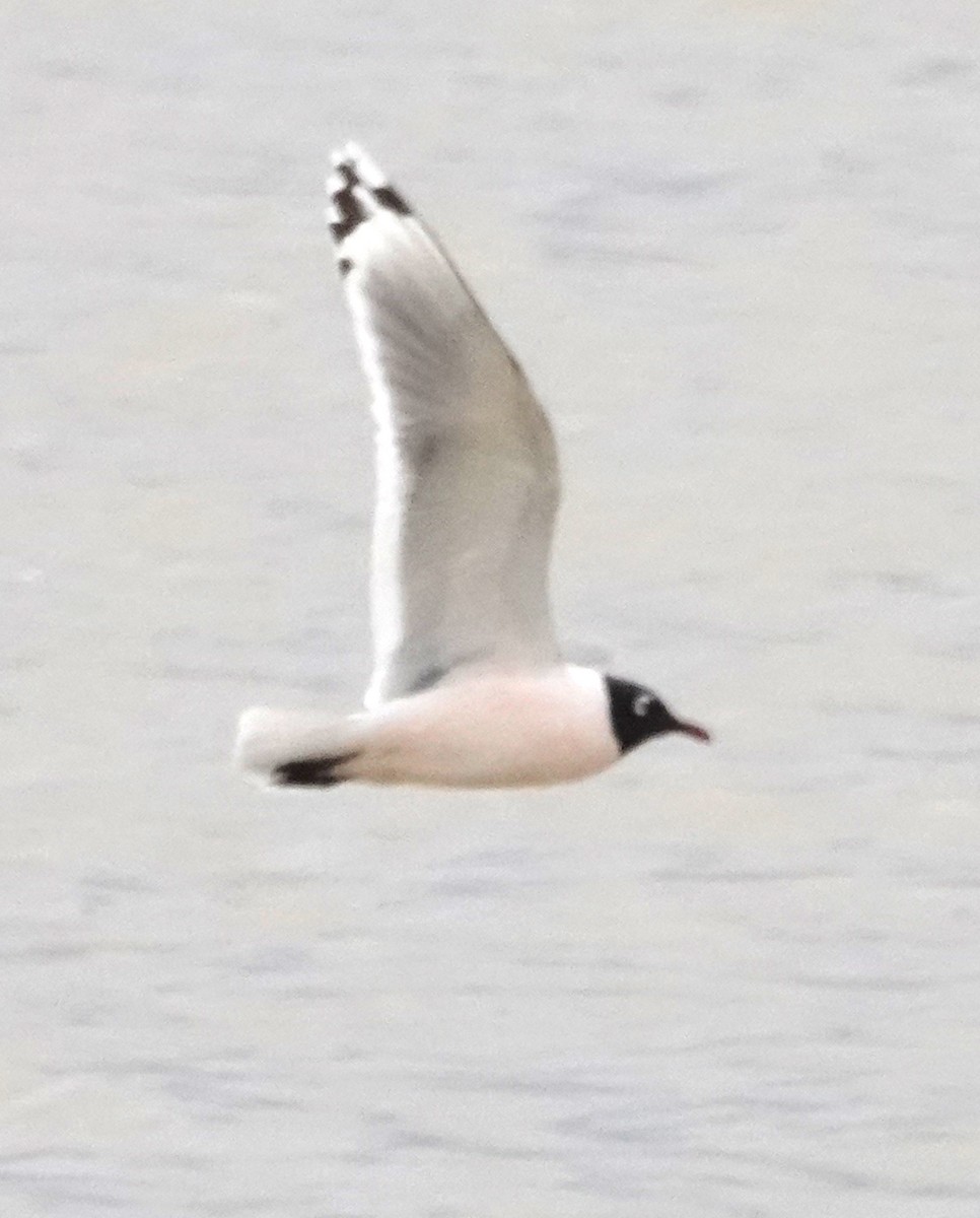 Franklin's Gull - ML617344916