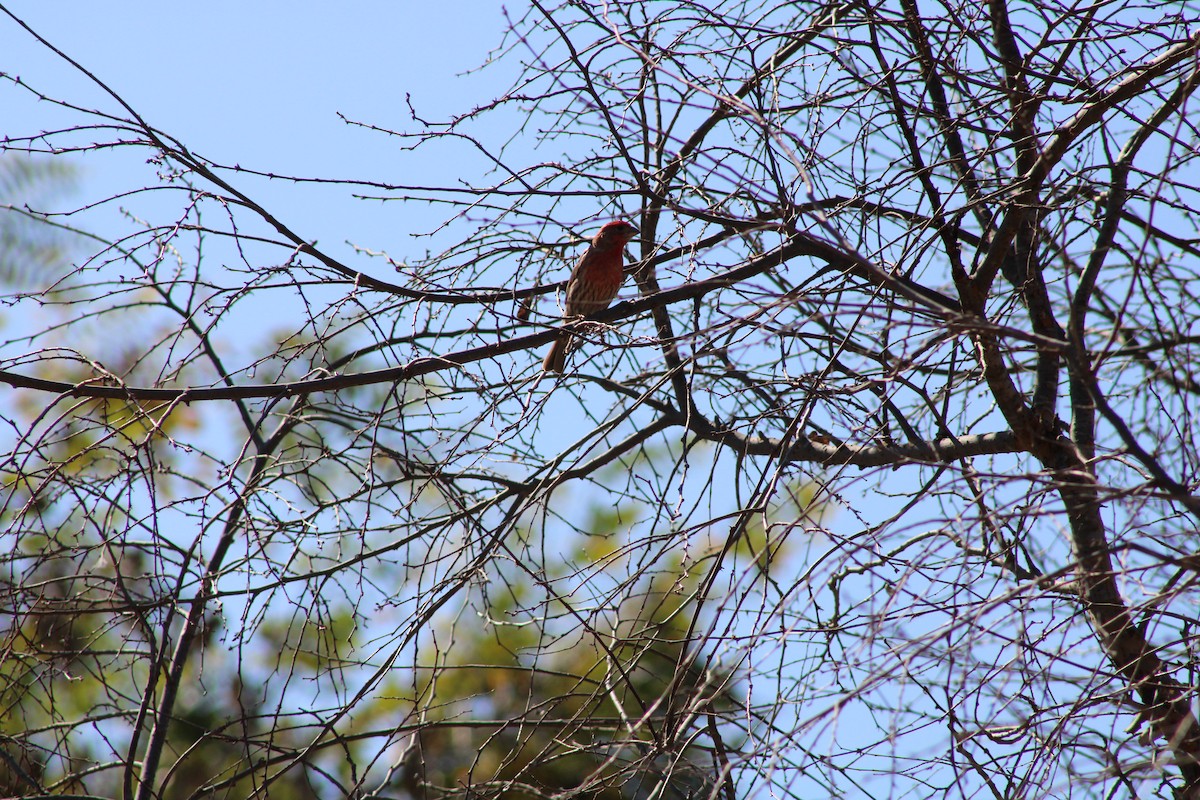 House Finch - Anonymous