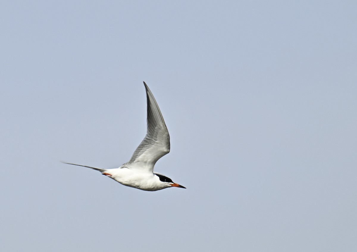 Forster's Tern - ML617344920