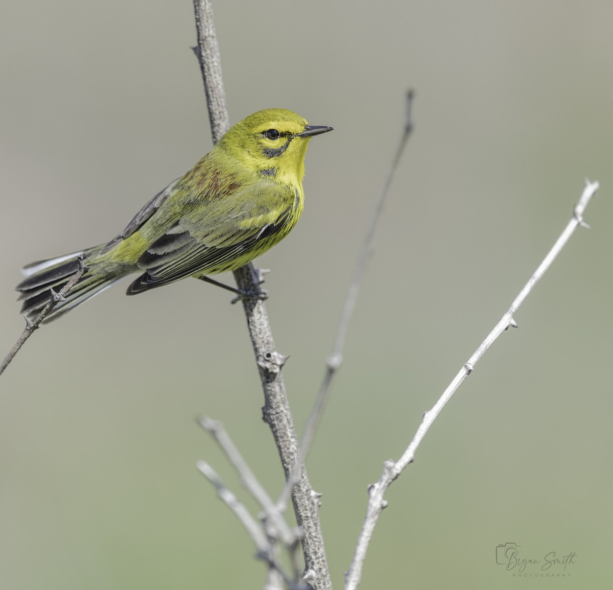 Prairie Warbler - ML617344923