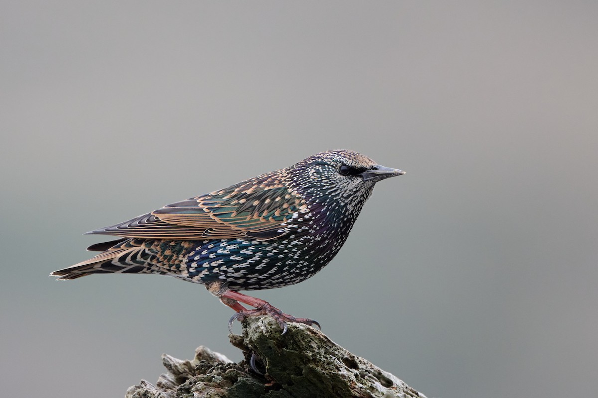 špaček obecný - ML617344924