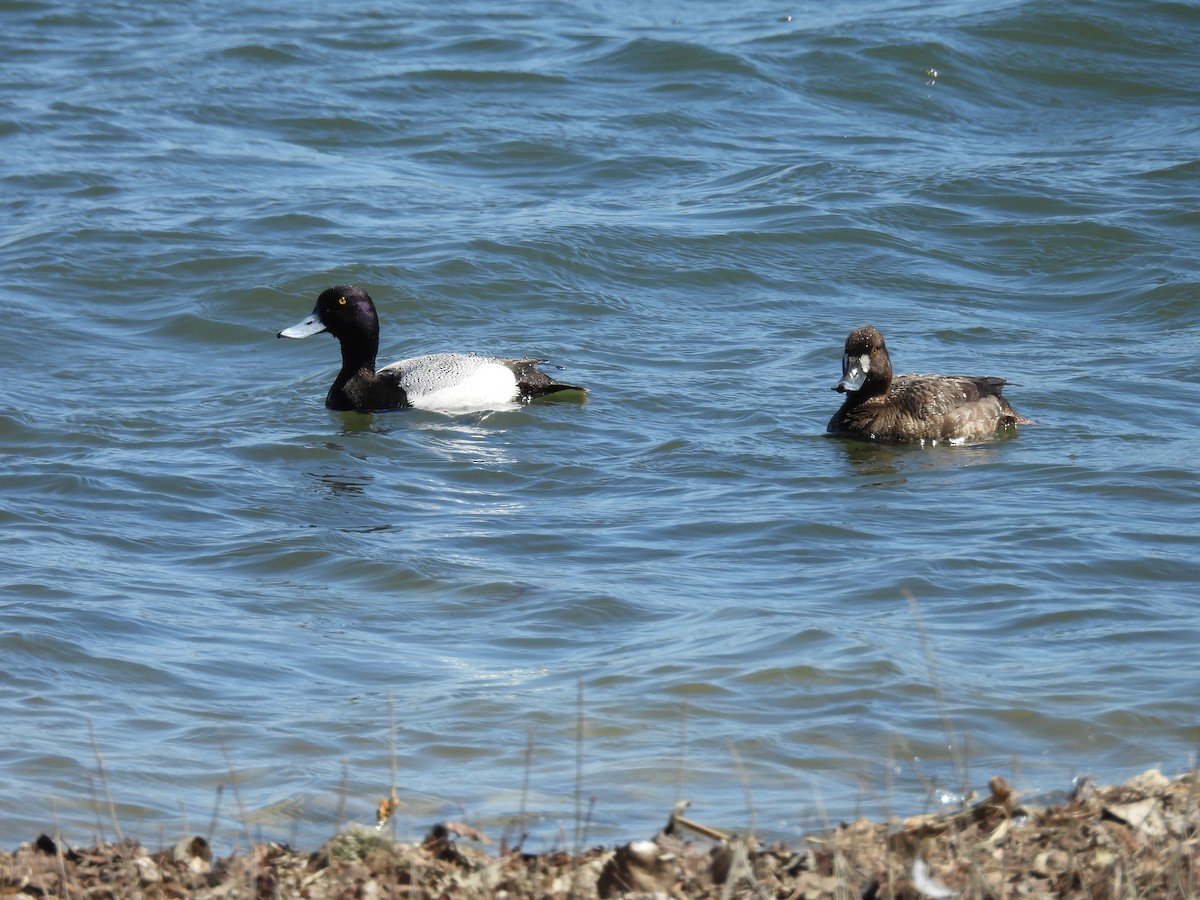 Greater Scaup - ML617344928