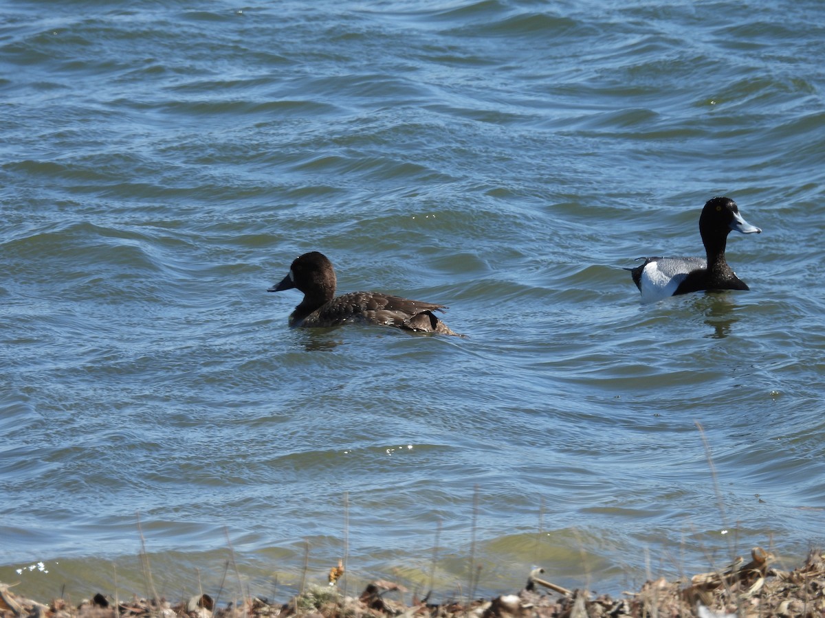 Greater Scaup - ML617344934