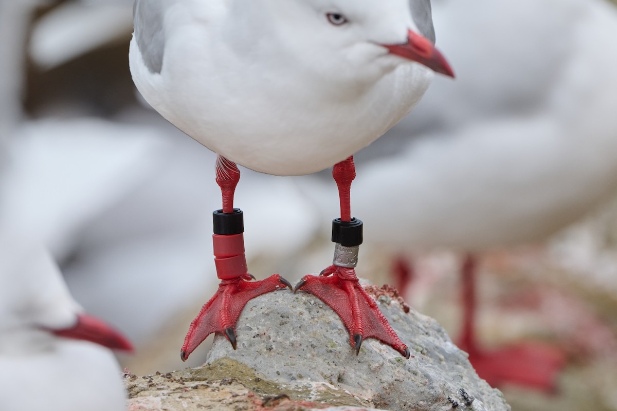 Silver Gull (Red-billed) - ML617344946