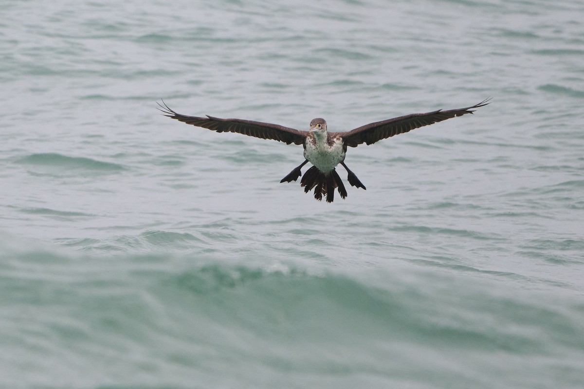 kormorán pestrý - ML617344968