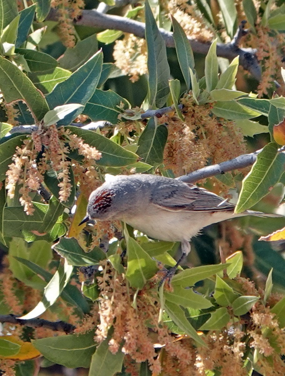 Lucy's Warbler - ML617344985