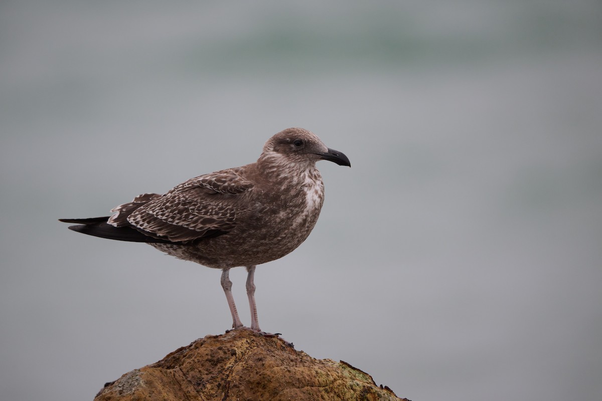 Kelp Gull - ML617344998