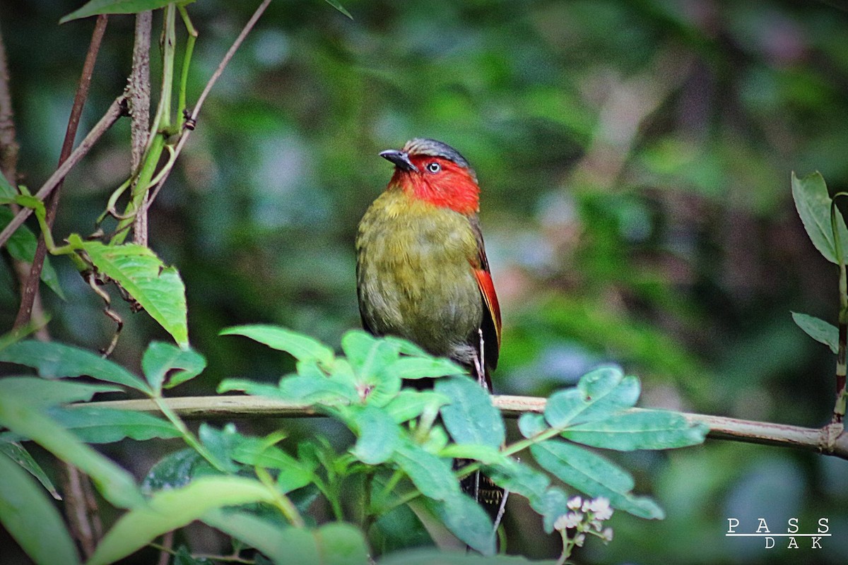 Scarlet-faced Liocichla - ML617345000