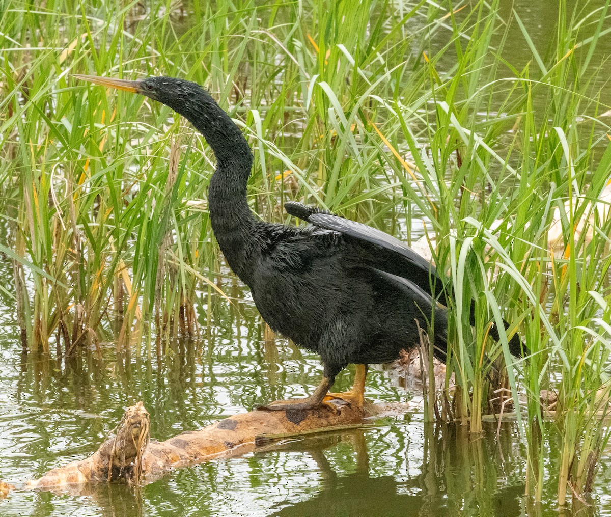 Anhinga - ML617345064