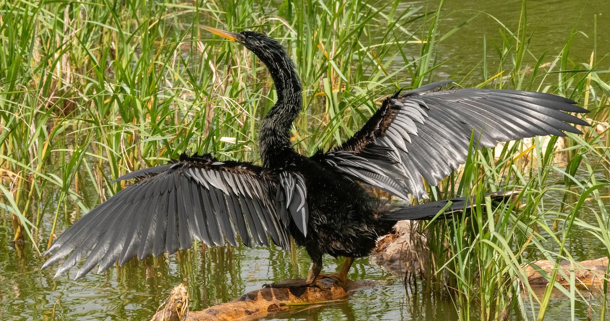 Anhinga - ML617345065