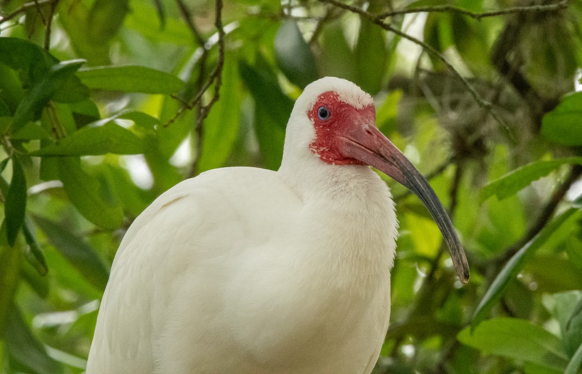 White Ibis - ML617345069