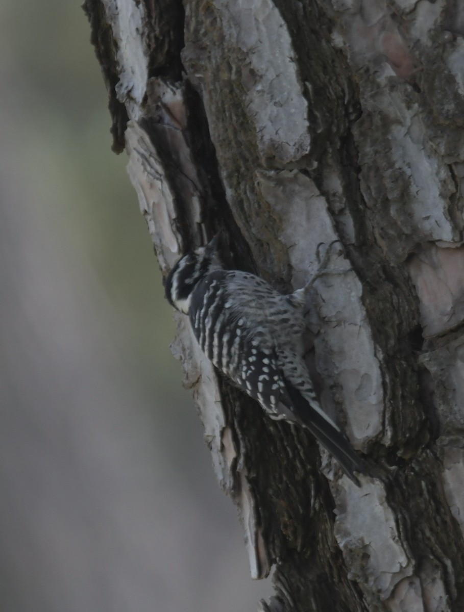 Nuttall's Woodpecker - ML617345092