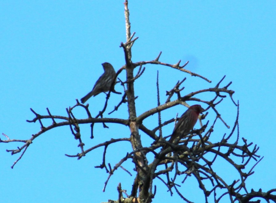 House Finch - ML617345108