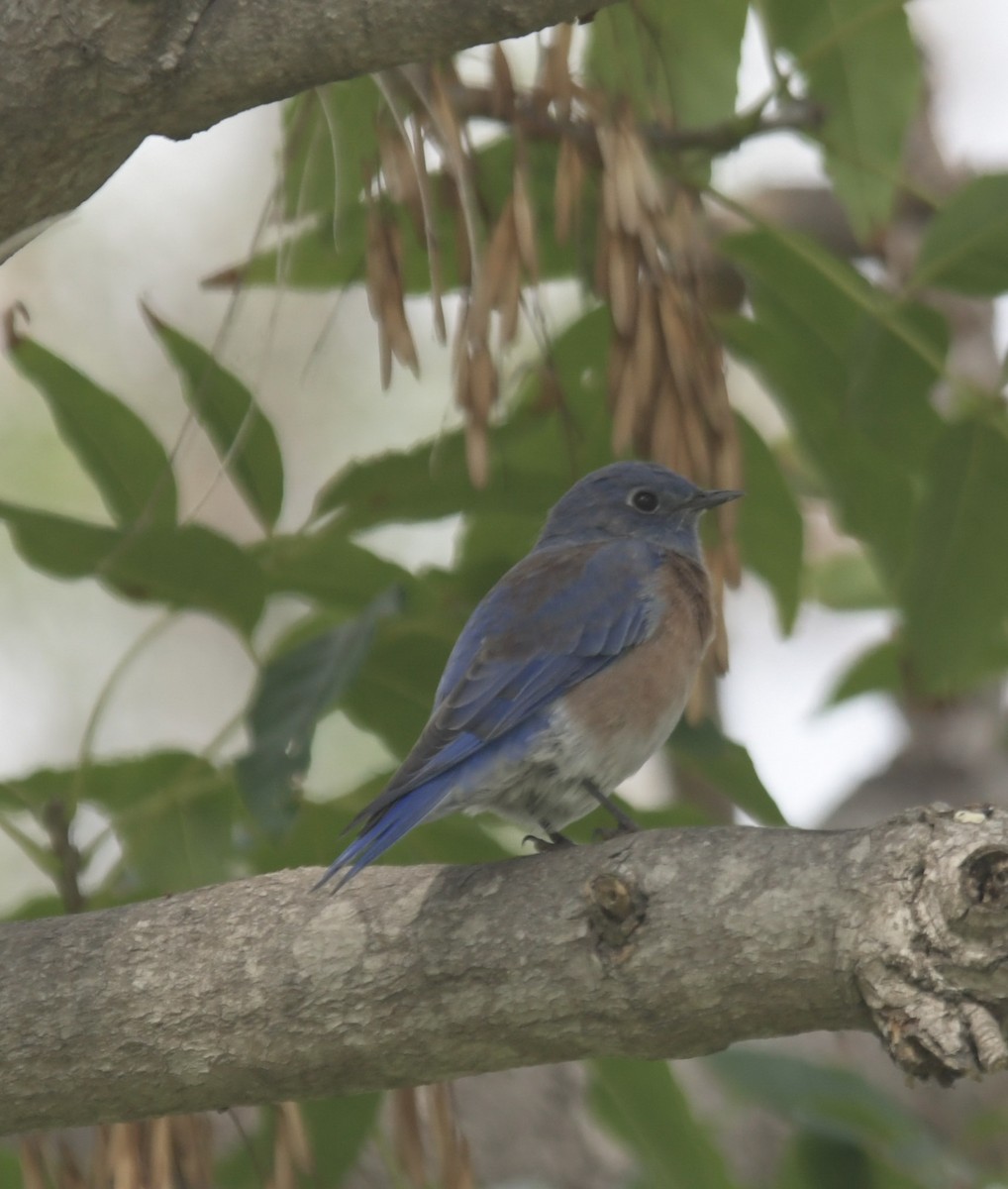 Western Bluebird - Fred Roberts