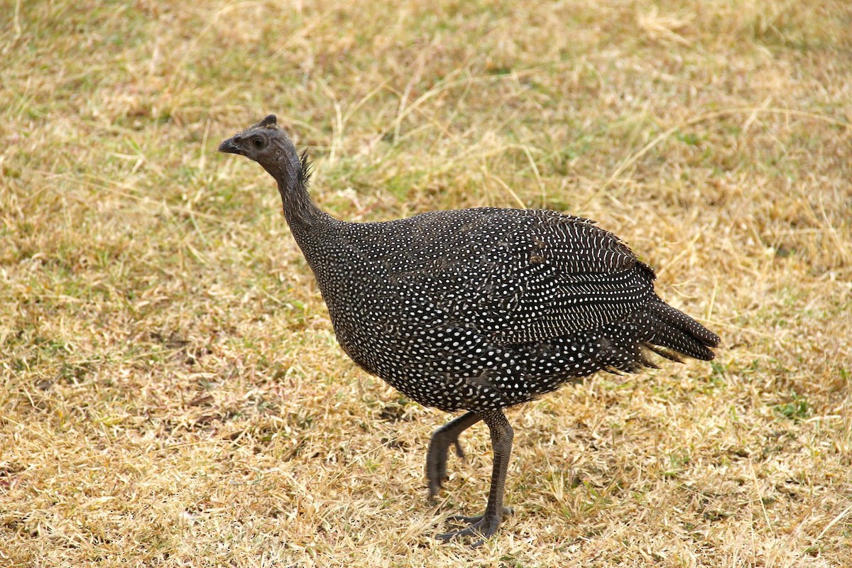 Helmeted Guineafowl - ML617345119