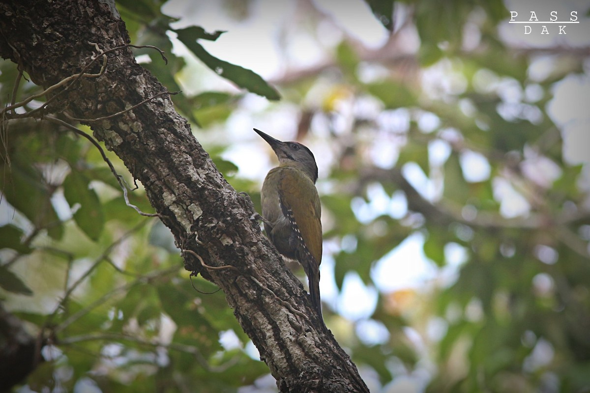 Gray-headed Woodpecker - ML617345153