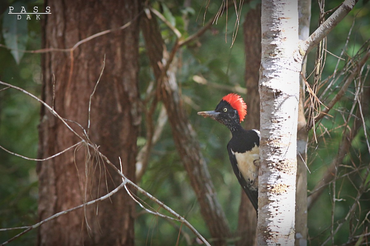 White-bellied Woodpecker - ML617345160