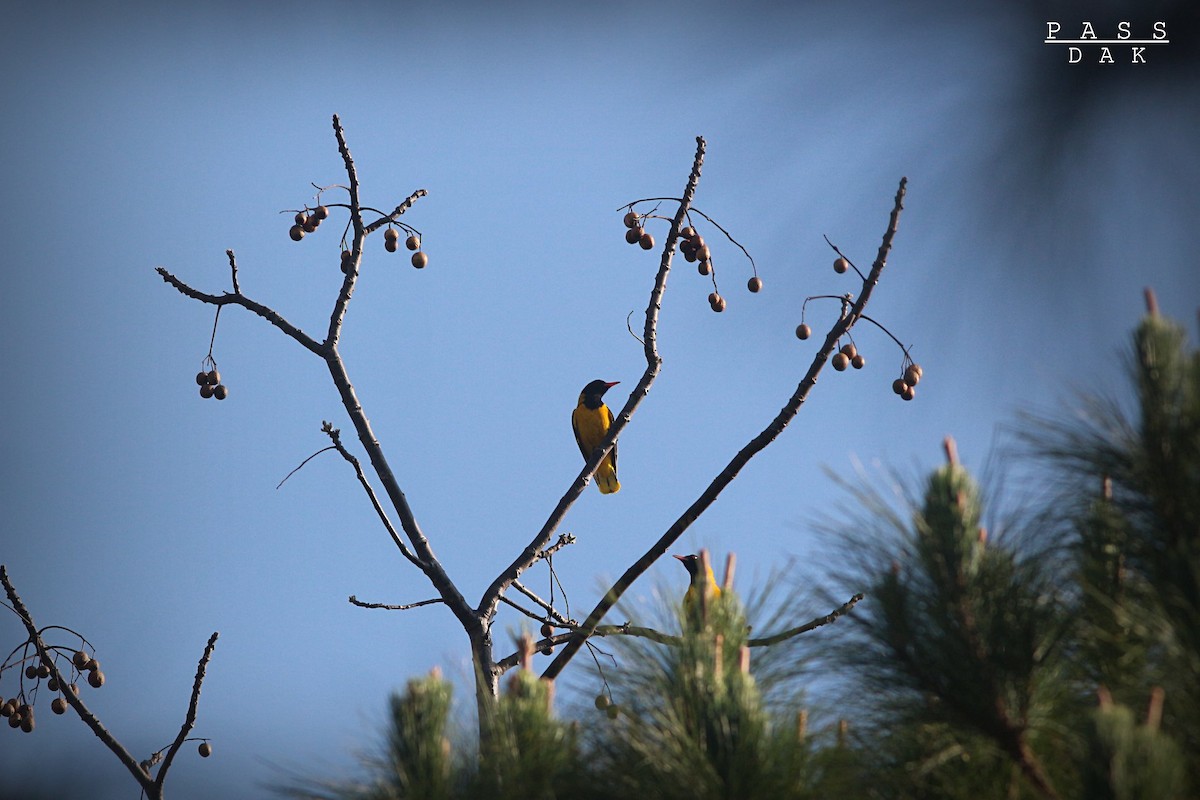 Black-hooded Oriole - ML617345166