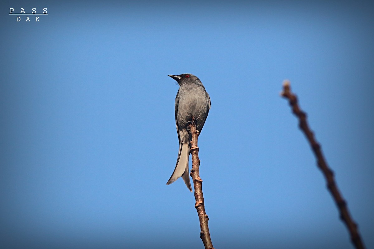 Ashy Drongo (Sooty) - ML617345170