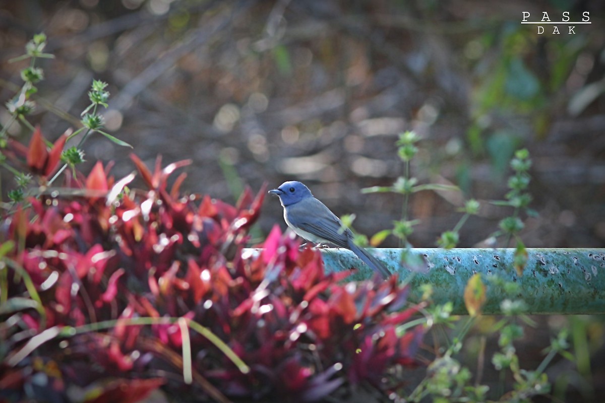 Black-naped Monarch - ML617345171