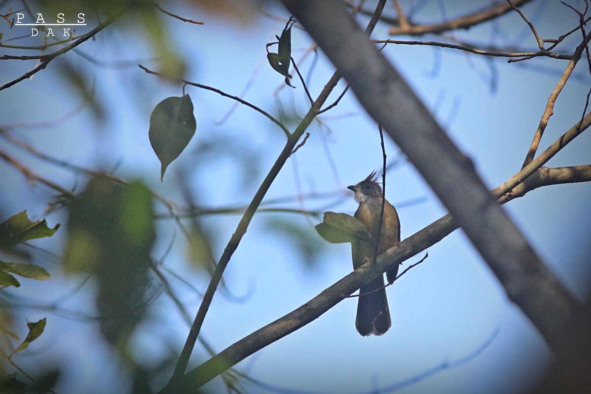 Puff-throated Bulbul - ML617345180