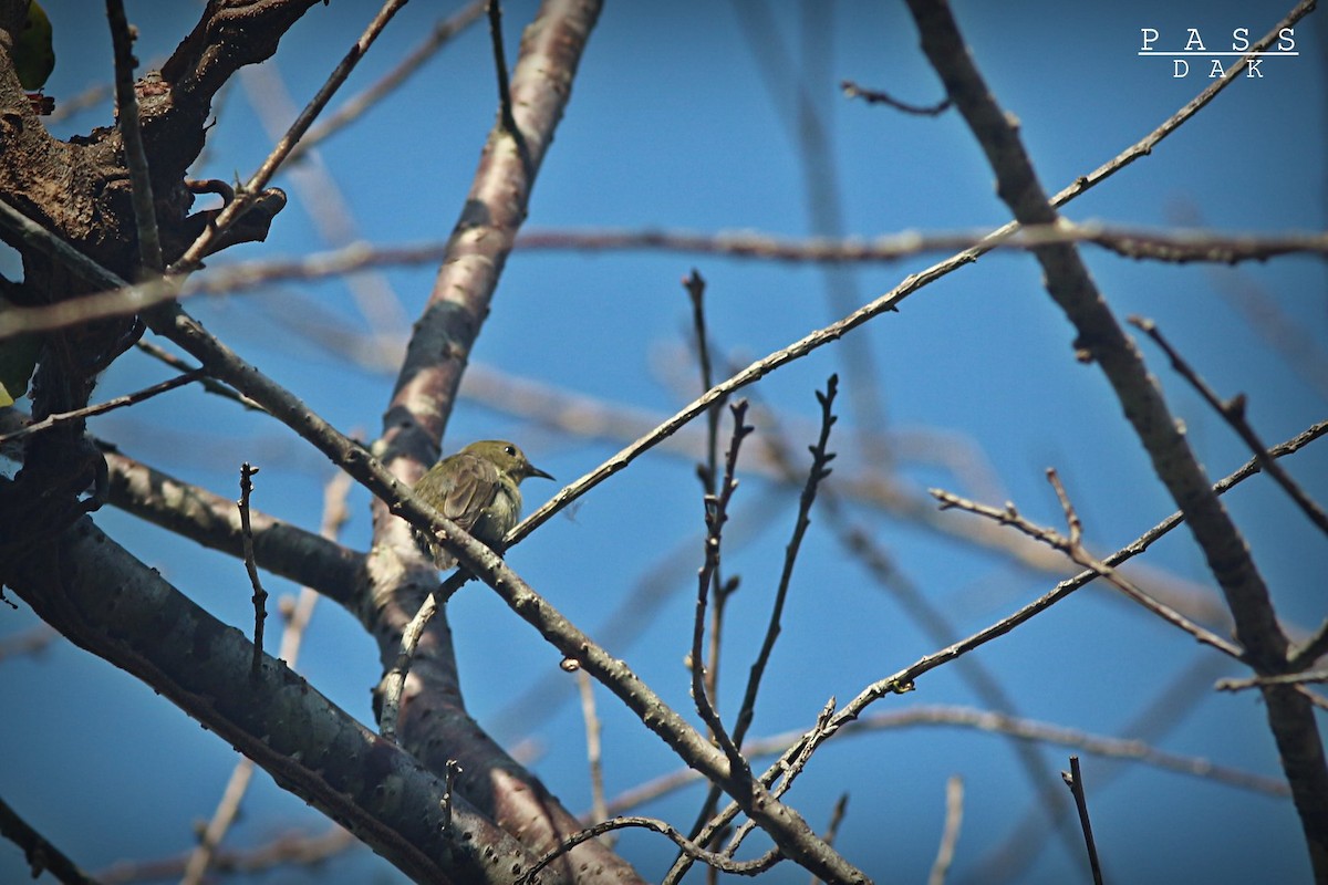 Plain Flowerpecker - ML617345196