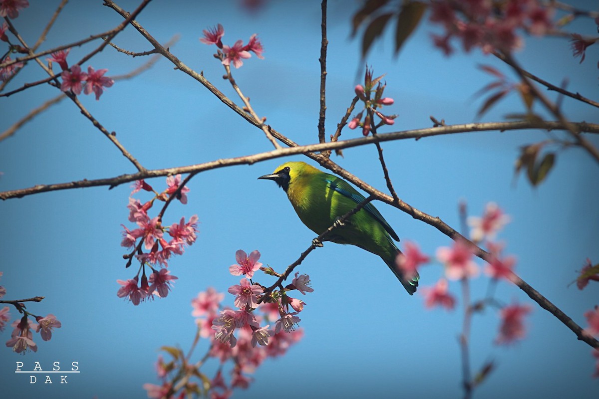 Blue-winged Leafbird - Phakawat Kittikhunodom