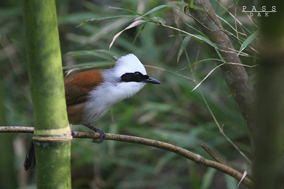 White-crested Laughingthrush - Phakawat Kittikhunodom