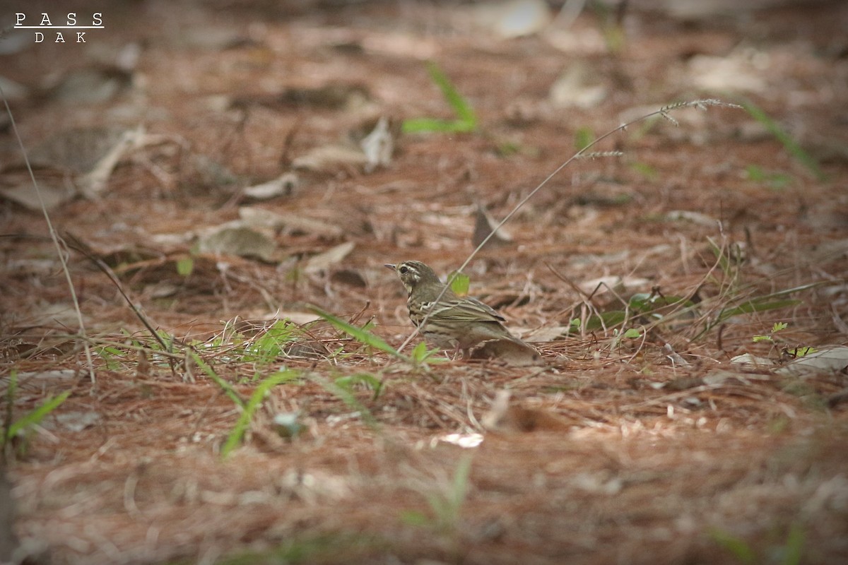 Olive-backed Pipit - ML617345220