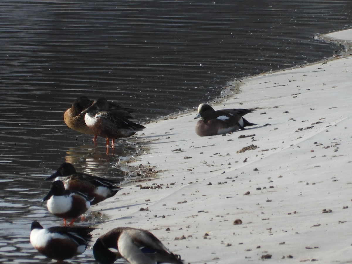 American Wigeon - ML617345234