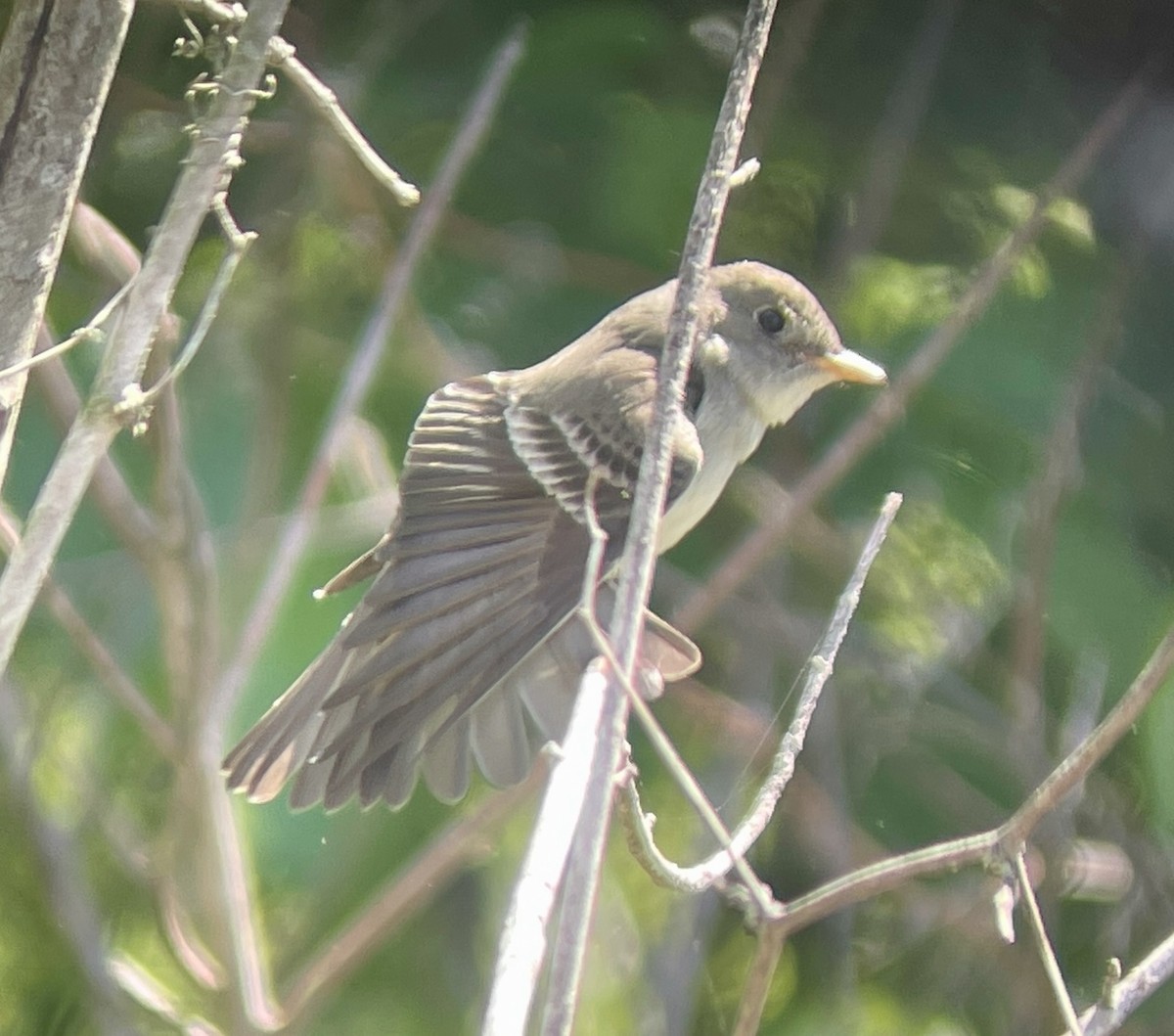 Eastern Wood-Pewee - ML617345273