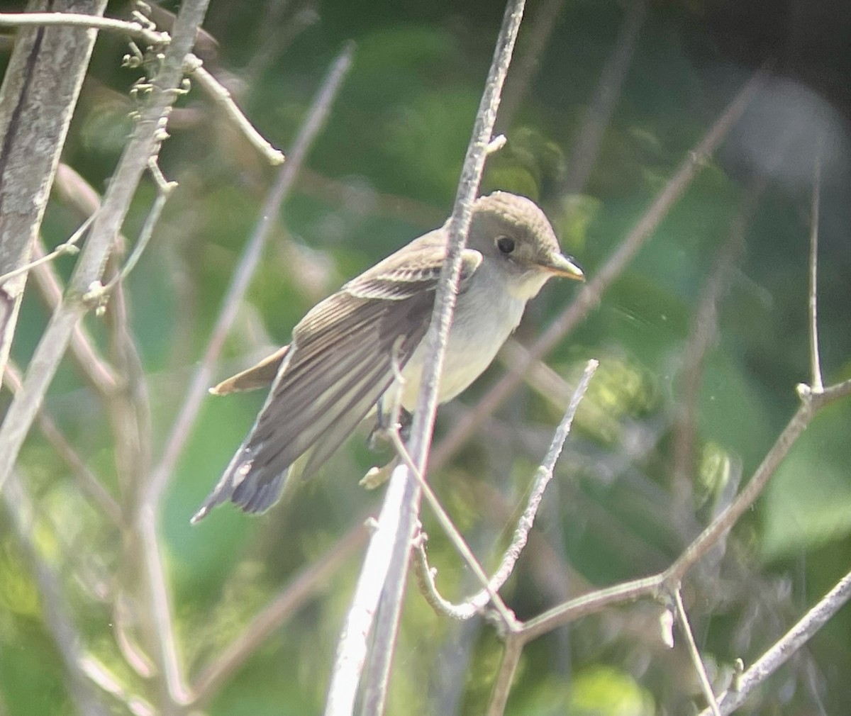 Eastern Wood-Pewee - Paige O