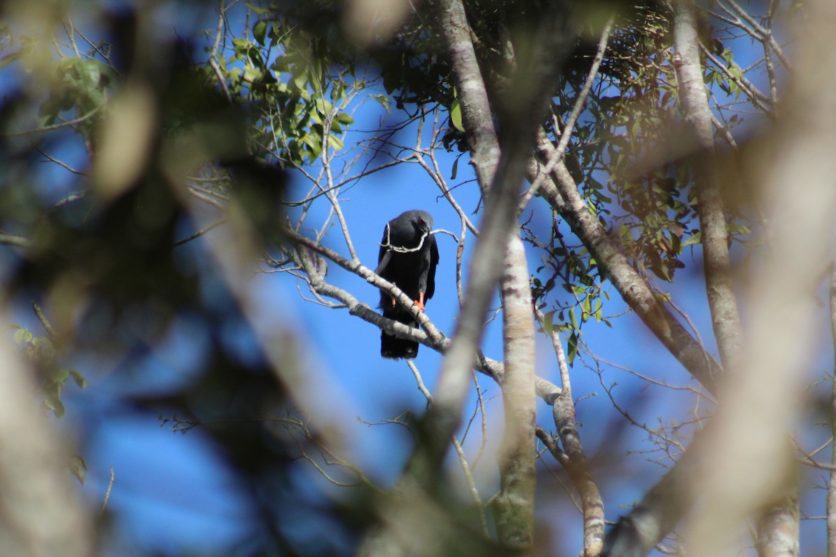 Crane Hawk (Blackish) - ML617345284