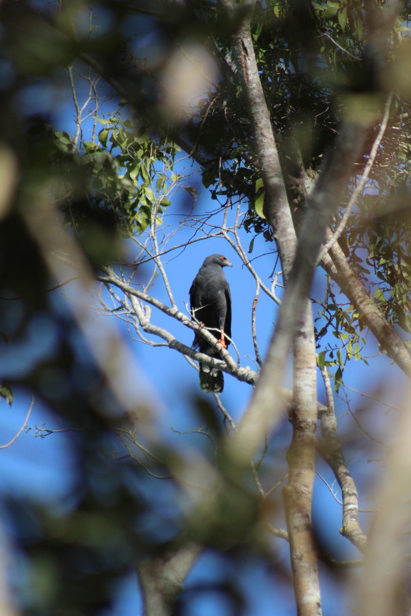 Crane Hawk (Blackish) - ML617345285