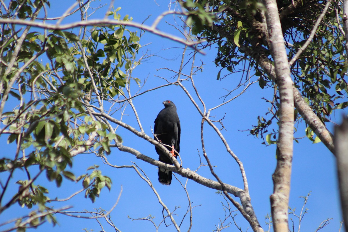 Crane Hawk (Blackish) - ML617345287