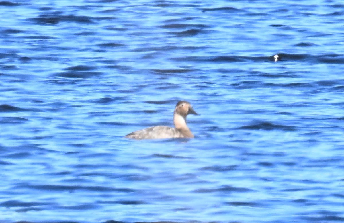 Canvasback - ML617345335